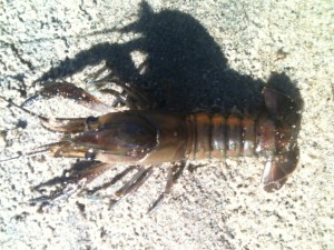 020313Crayfish_1