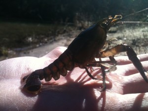 020313Crayfish_2