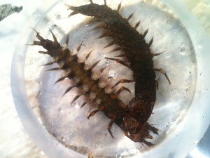020313Hellgrammites_1