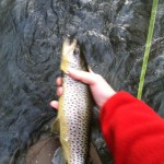 photo 1 (1)