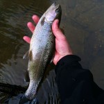 photo 1 (2)