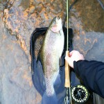 Carter Stokes Eastatoe Monster Bow #1