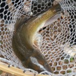 Bill Key & 3+ lb. Carp @ Eastatoe River