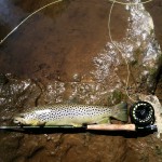 Carter's Brown Trout
