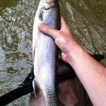 Nice Brookie