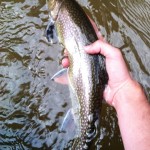 Big Brook Trout