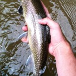 Nice Brookie