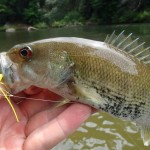 Red Eye Bass