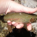 Karl & Wild Bow