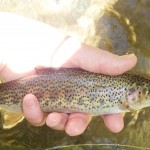 Karl & Wild Bow